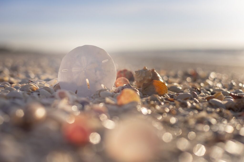 Sanibel Island Beach Resort photo 9